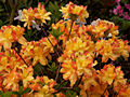Rhododendron calendulaceum Kaska (Tomszak) IMG_6006_1 Różanecznik